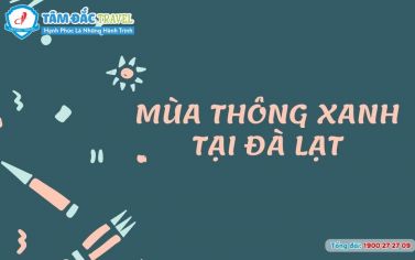 Mùa thông xanh Đà Lạt